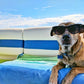 ⏳Time-Limited Special⏰Premium Cooling Mat For Pet