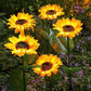 ⏳Time-Limited Special⏰Solar Sunflower Outdoor Decor – Realistic, IP65 & weatherproof – Automatic on/off – perfect for garden, patio or balcony ☀️🌿✨🏡