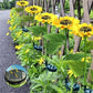 ⏳Time-Limited Special⏰Solar Sunflower Outdoor Decor – Realistic, IP65 & weatherproof – Automatic on/off – perfect for garden, patio or balcony ☀️🌿✨🏡