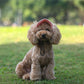 ⏳Time-Limited Special⏰Dog Sun Hat with Wide Brim – UV protection & breathable – Adjustable strap, perfect for summer walks or beach trips – keeps your pet cool and safe 🐶🌊✨