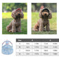 ⏳Time-Limited Special⏰Dog Sun Hat with Wide Brim – UV protection & breathable – Adjustable strap, perfect for summer walks or beach trips – keeps your pet cool and safe 🐶🌊✨