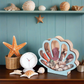 ⏳Time-Limited Special⏰Seashell Display Case with Acrylic Panel – Transparent & dustproof – Perfect for collections, crafts or souvenirs – elegant tabletop or shelf display 🏖️🌟