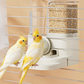 ⏳Time-Limited Special⏰2-in-1 Automatic Bird Feeder & Waterer – Anti-waste design, easy refill & clear visibility – Keeps your bird fed & hydrated all day 🧊