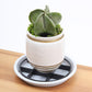 ⏳Time-Limited Special⏰Root-Saving Pot Riser – elevates planters, promotes airflow, keeps floors clean – for indoor & outdoor use. 🔥🏠