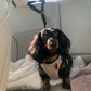⏳Time-Limited Special⏰2-in-1 Car Safety & Walk Leash – Headrest Mount, No Seatbelt Buckle Needed! 🚗