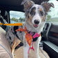 ⏳Time-Limited Special⏰2-in-1 Car Safety & Walk Leash – Headrest Mount, No Seatbelt Buckle Needed! 🚗